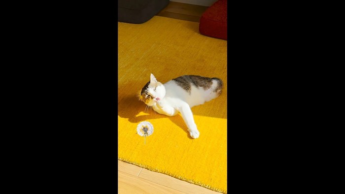 綿毛とペロペロ
