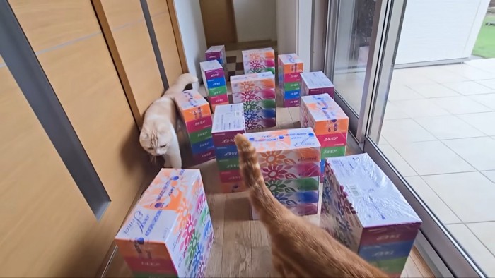 茶太郎くんのやり方を真似るじゅんちゃん