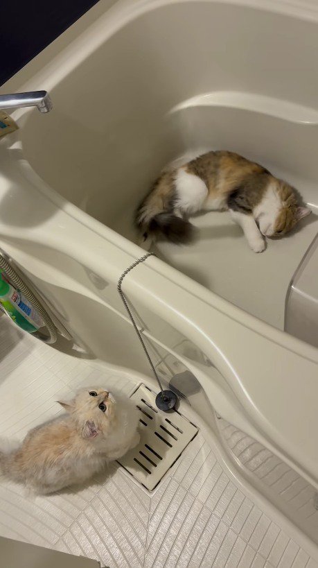 浴槽に寝転がる三毛猫と、起き上がったクリーム色の猫