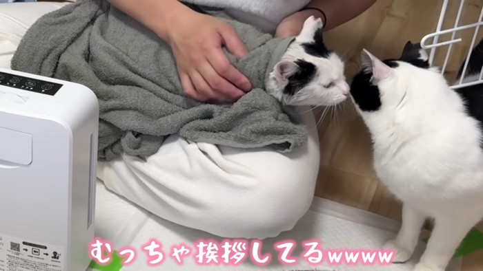 テロップ「むっちゃ挨拶してる」