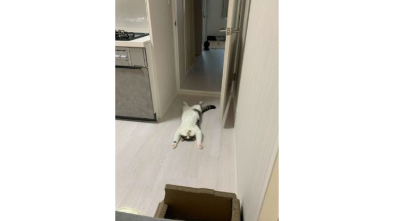 室内にいる猫
