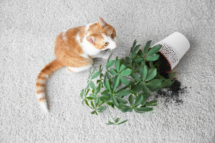 倒れた鉢の横に座る猫