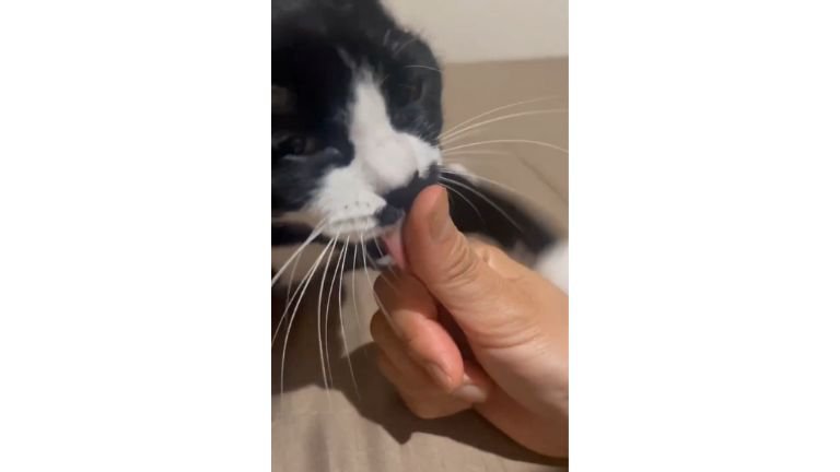 撫でられる猫