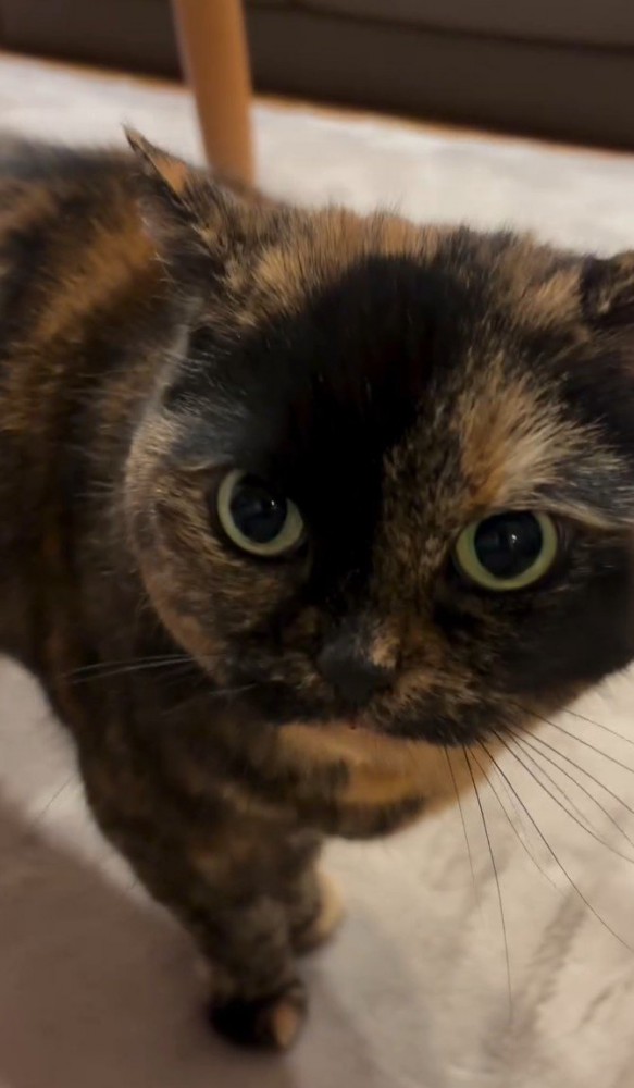 小さく鳴いている猫