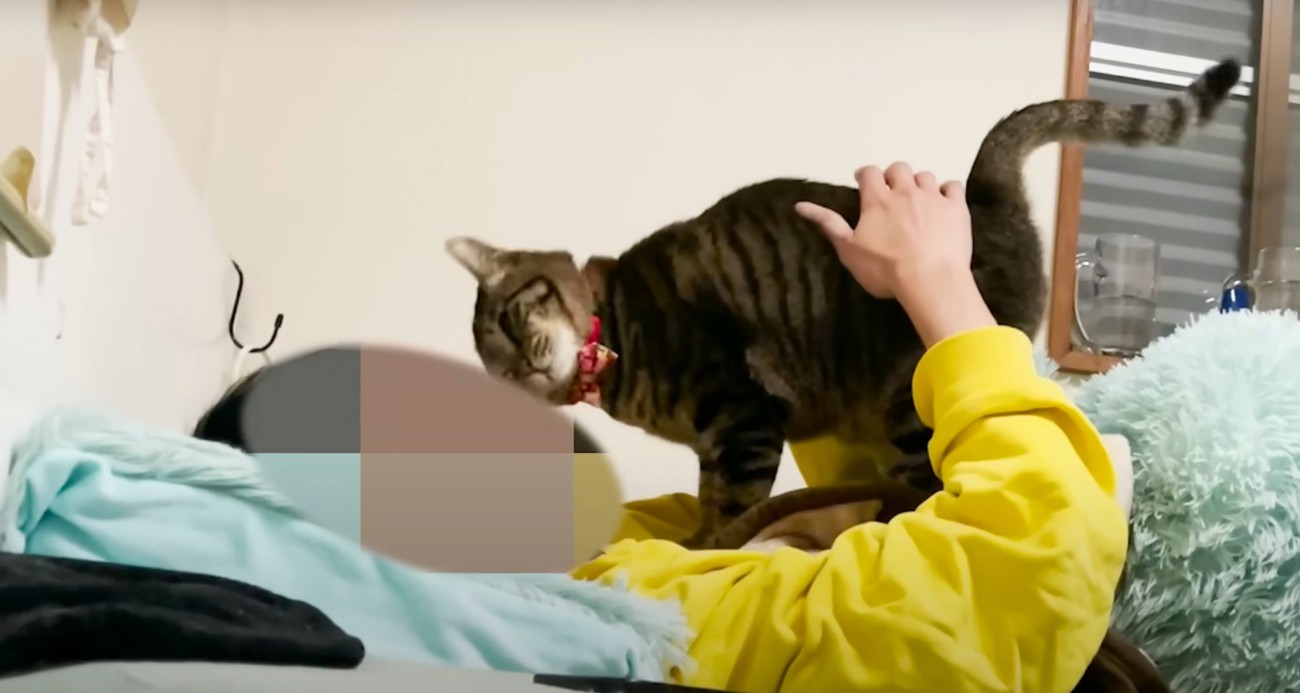 撫でてもらう猫