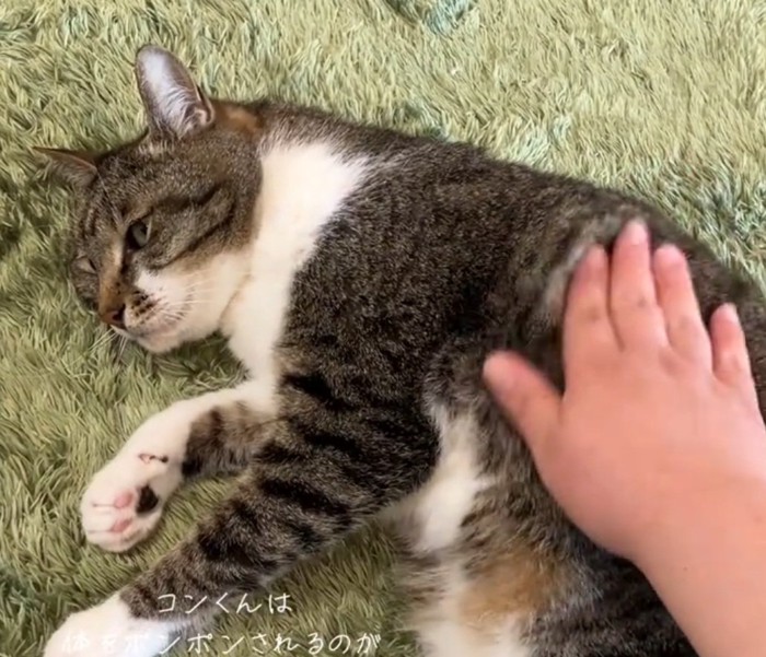 寝転がる猫