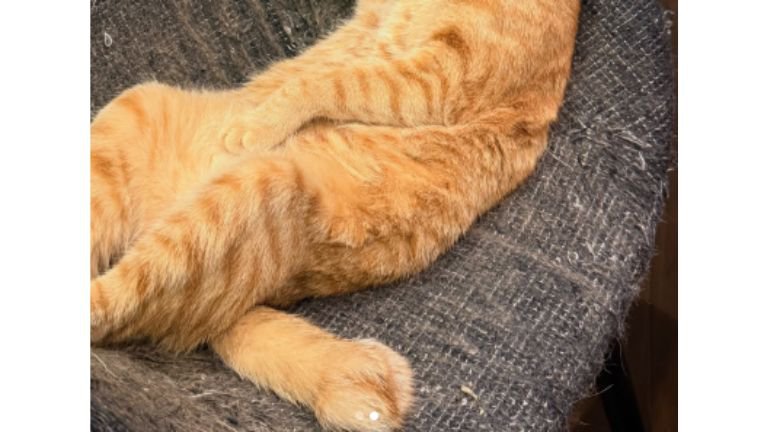 くつろいでいる猫