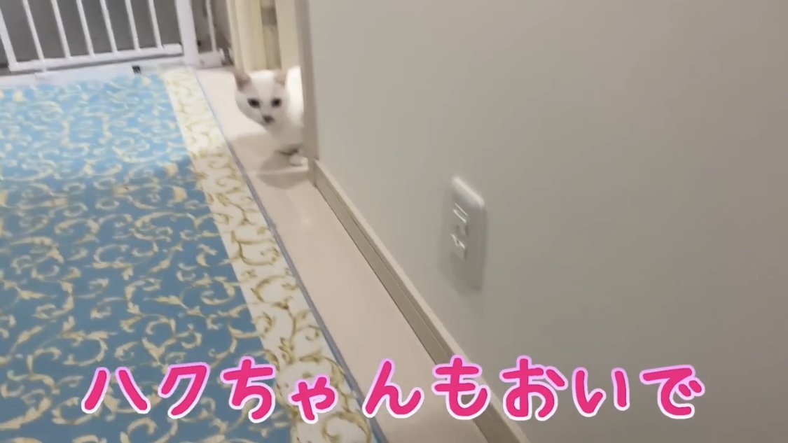 隅から顔を出す猫