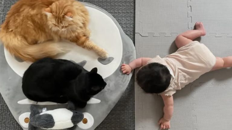 赤ちゃんと猫