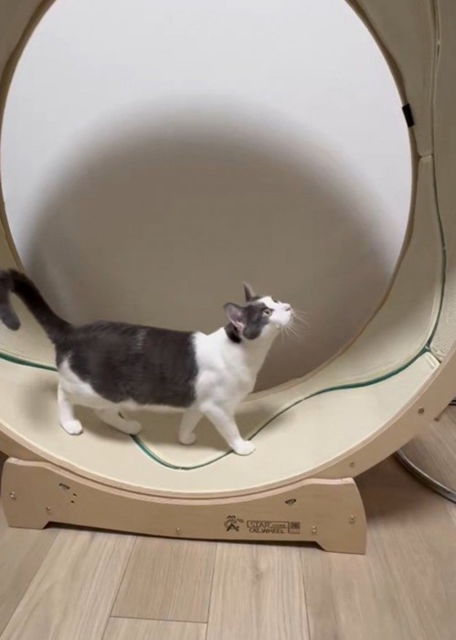 上を見ながらキャットホイールを回す猫