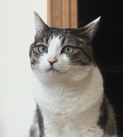 画面左側を見つめる猫の顔
