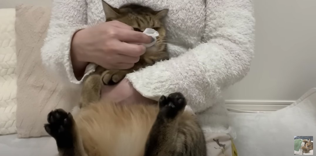 鼻にティッシュを当てられる猫