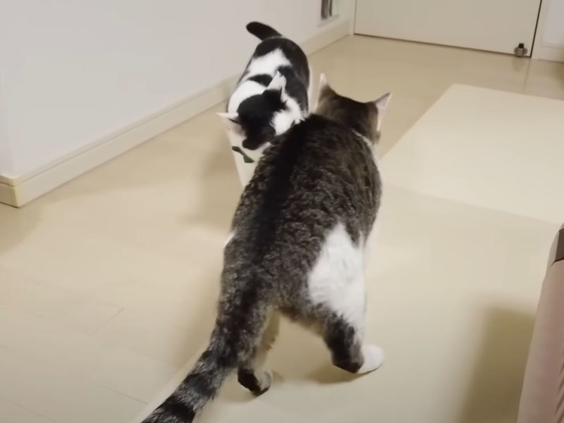 同居猫に駆け寄ってきた猫