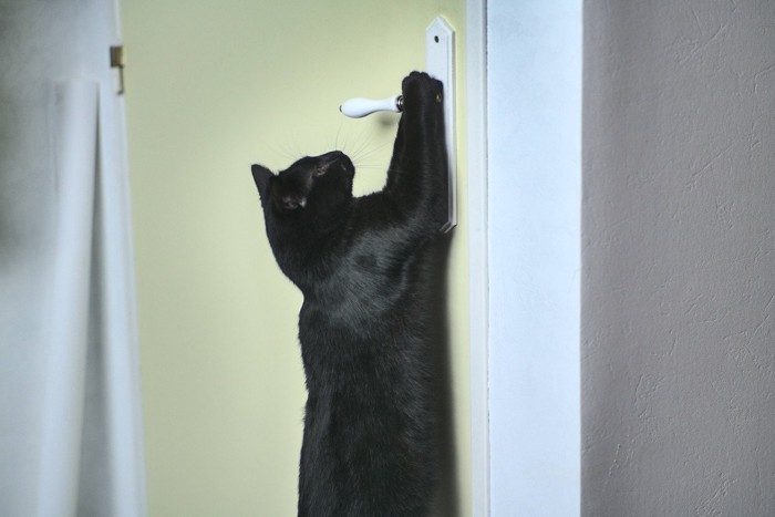 ドアノブを開ける黒猫
