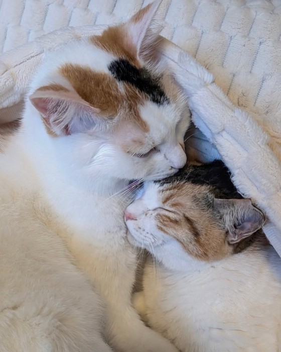 猫の胸元で寝る猫