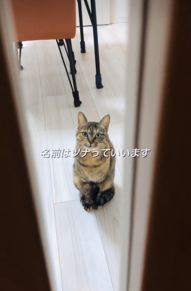 ドアの隙間から投稿主さんを見る保護猫