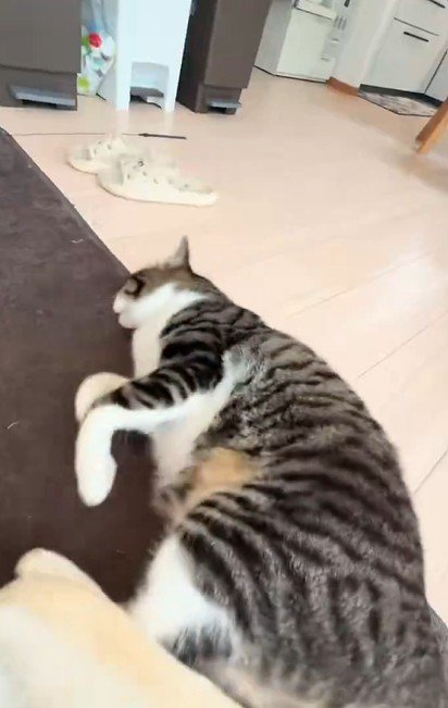 眠りながら脚を動かす猫