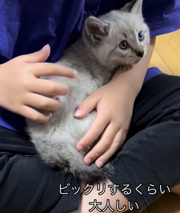 「ビックリするくらい大人しい」のテロップ写真