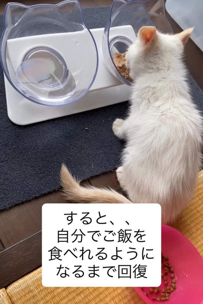 ごはんを食べる子猫の後ろ姿