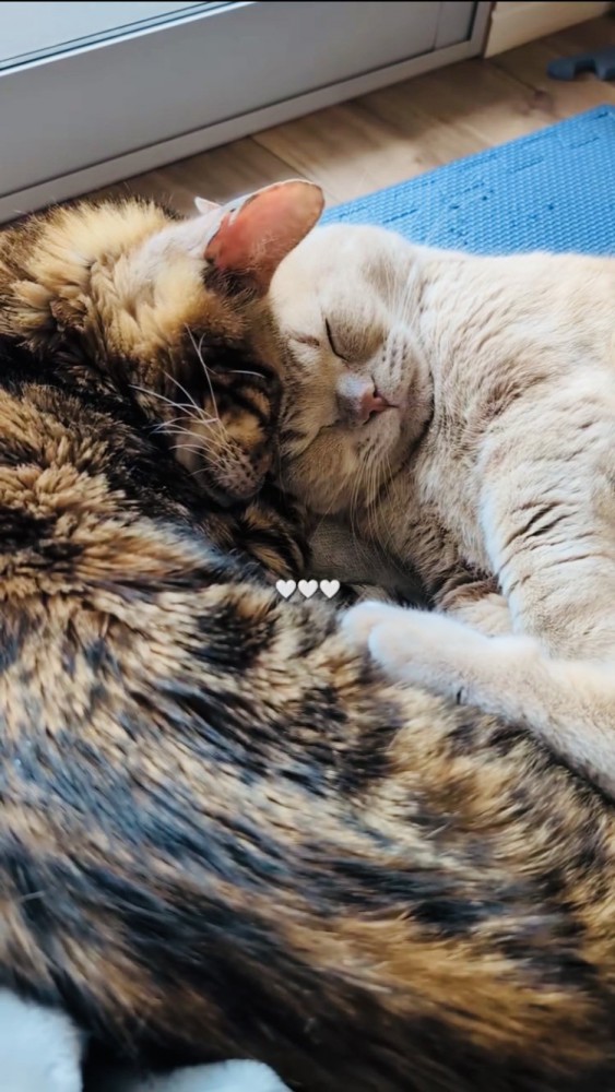 布団の上で一緒に寝るマンチカンとミックス猫