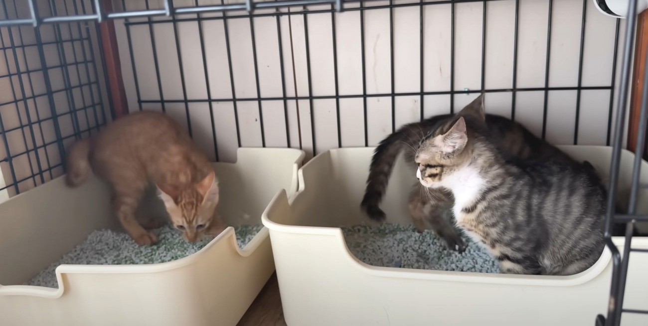 トイレにいる猫3匹