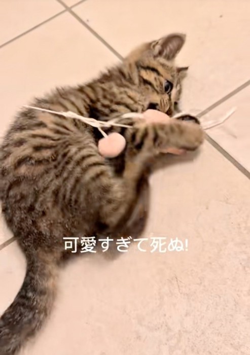 おもちゃで遊ぶ子猫
