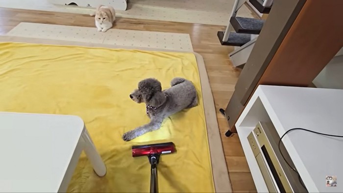 掃除機が来ても動じない犬