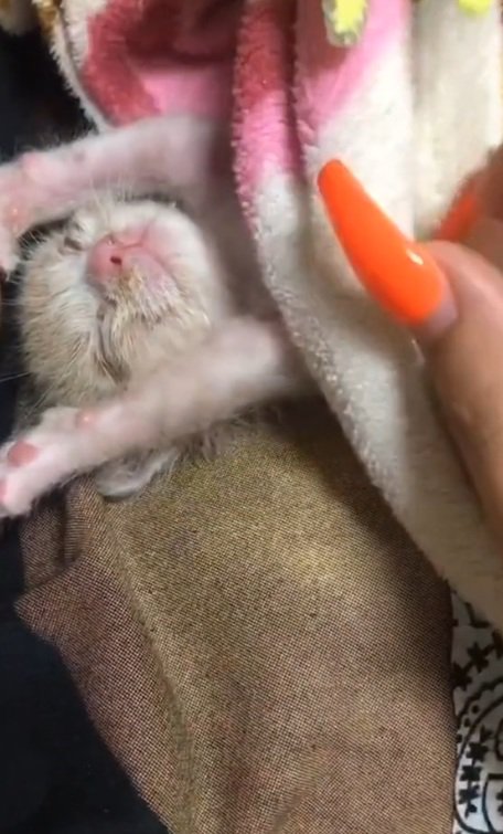 寝ている子猫にお布団をかけてあげる飼い主