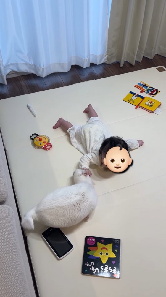 赤ちゃんの手に自分の頭をくっつける猫