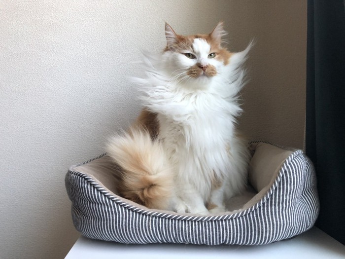 猫ベッドに座る猫