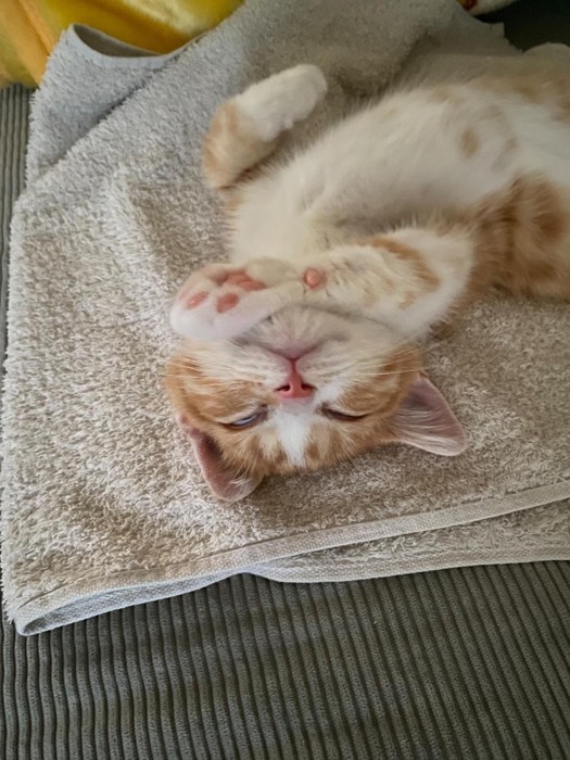 仰向けで前足を伸ばして寝る猫