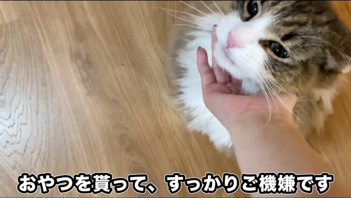 飼い主に顎を撫でられる猫