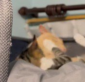 じゃれ合うオレンジ色の猫とキジ白猫