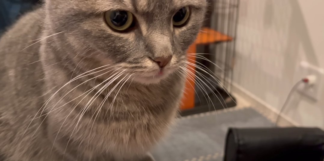 猫の顔のアップ