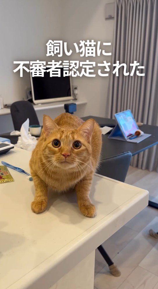 飼い主を見て後ろに体を引く猫