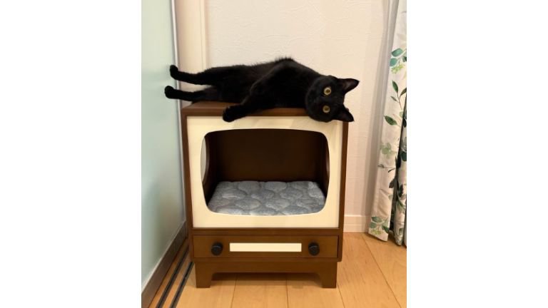 キャットハウスの上にいる猫