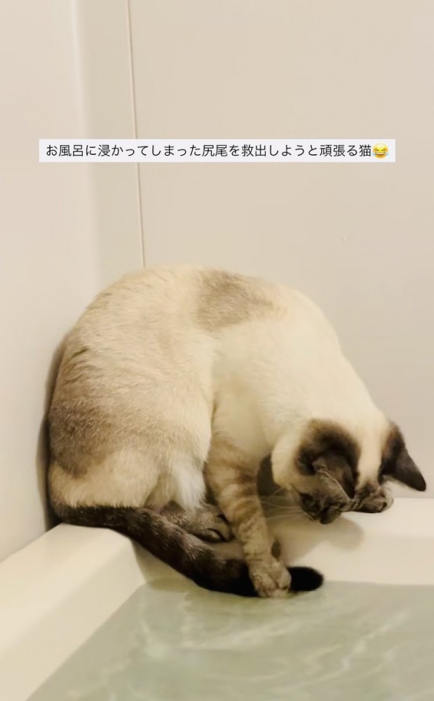 湯船に浸かった尻尾を救い出そうとするシャムミックス