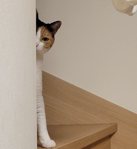 物陰から体を半分だして覗く猫