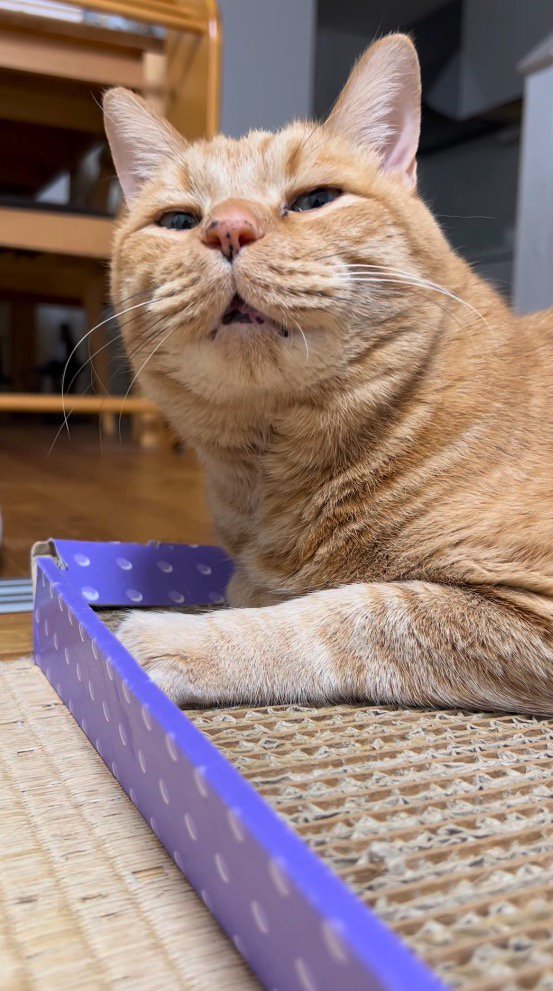 小さく口を開ける猫