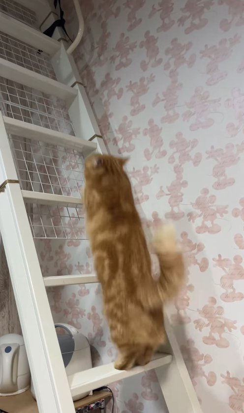 2本足でハシゴの上をジャンプしているオレンジ猫