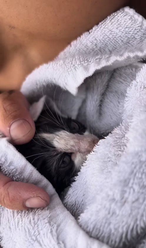 タオルに包まれている子猫の顔アップ