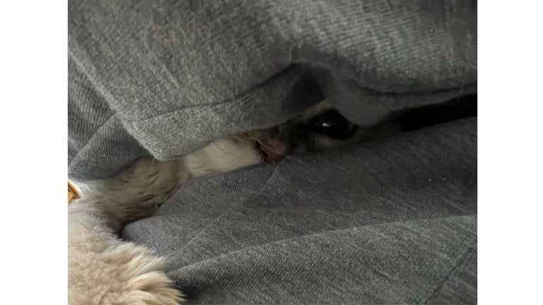 抱かれている猫