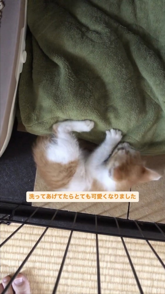 ケージの中で寝る子猫