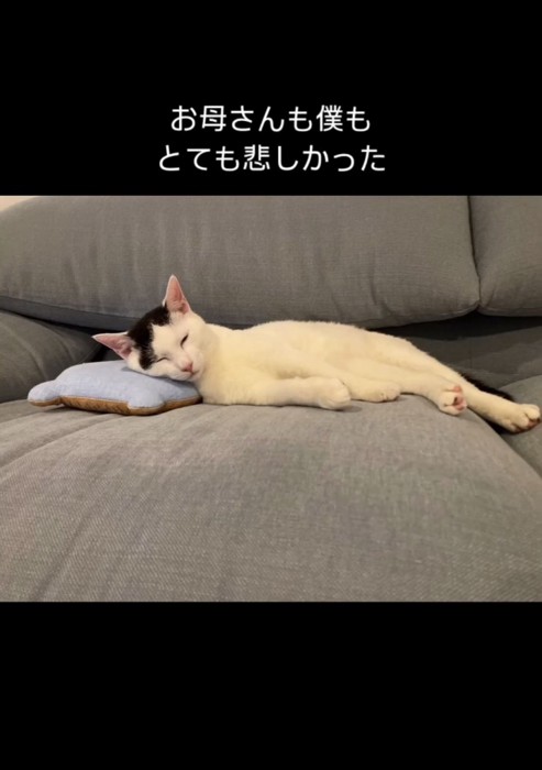 ソファで寝る猫