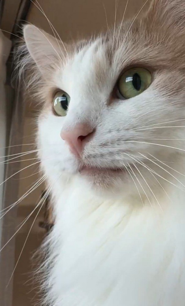 横目でカメラを見る猫