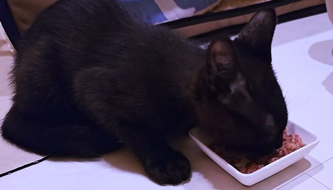 ご飯を食べる子猫