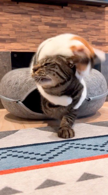 キジトラ猫の首にしがみつく三毛猫