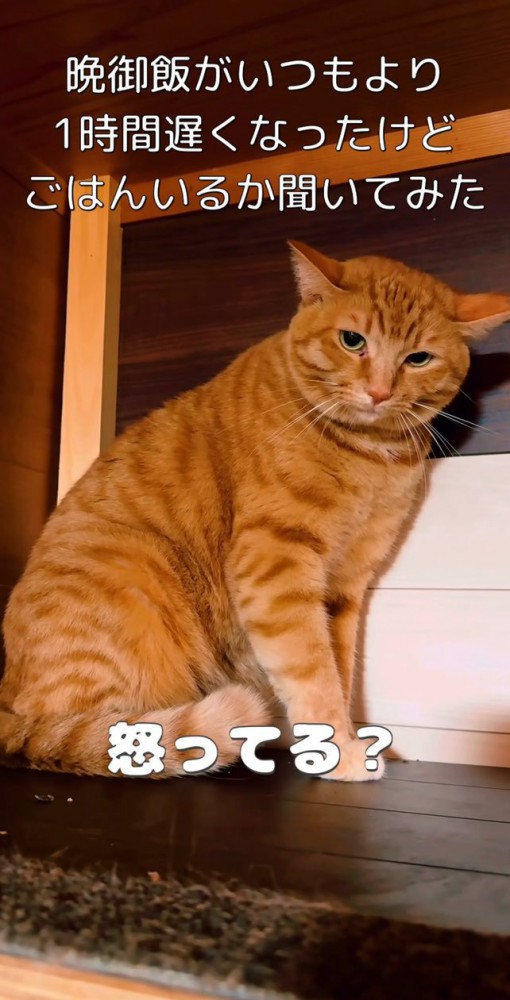 質問する飼い主さん