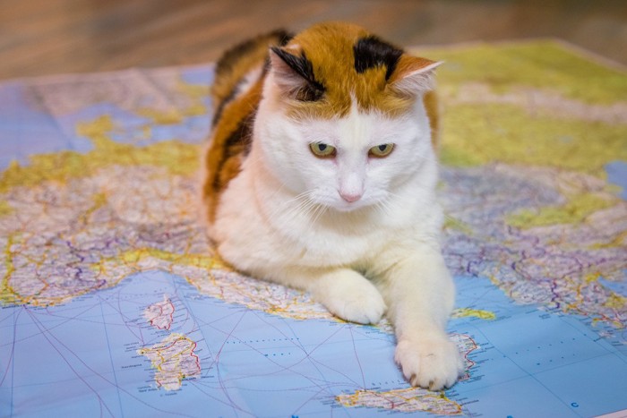 世界地図の上に座り込む猫