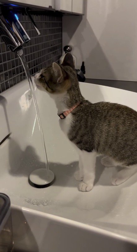 蛇口に顔を近づけて水を飲む子猫
